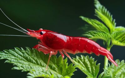 Feeding Stinging Nettles to Red Cherry Shrimps: A Comprehensive Guide