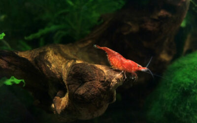 How to Breed Neocaridina Shrimps: A Simple Guide