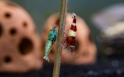 Neocaridina vs Caridina: Understanding the Differences