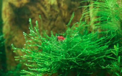 Best Plants for a Shrimp Tank