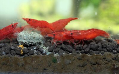 Do I Need to Feed My Red Cherry Shrimp?