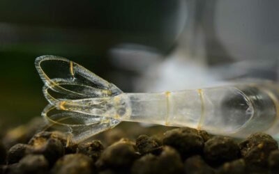 Red Cherry Shrimp Molting: A Fascinating Process