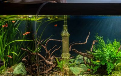 How to Do a Water Change in Your Fish Tank: A Step-by-Step Guide