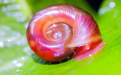 Ramshorn Snails with Shrimps? A Perfect Pairing for Your Aquarium