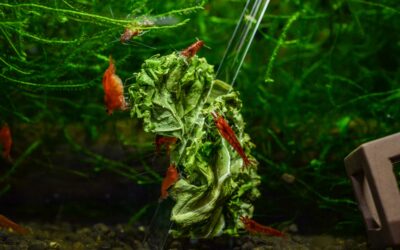 Feeding Vegetables to Red Cherry Shrimp: A Healthy Addition to Their Diet