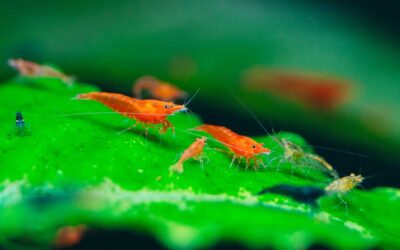 How Many Cherry Shrimps Can You Keep in a Fish Tank?